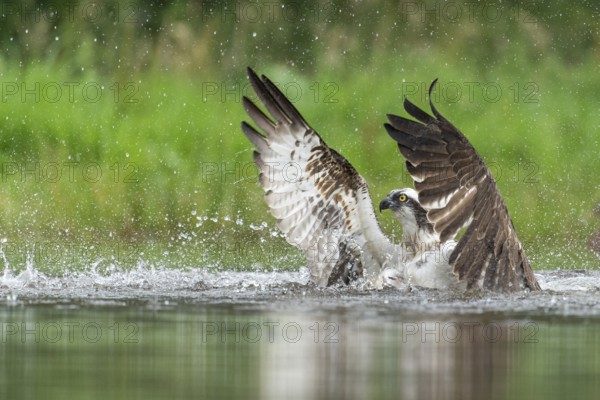 Western osprey (Pandion haliaetus) hunting, Aviemore, Scotland, Great Britain