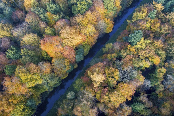 Mixed forest in autumn, colouring, aerial view, forest, autumnal, district Vechta, Moorbach, Daren,