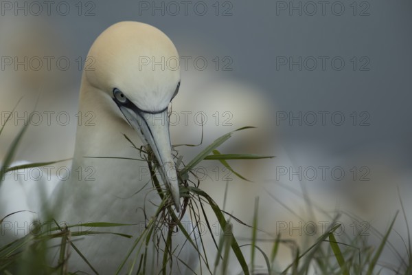 Northern gannet (Morus bassanus) adult bird with grass vegatation in its beak for nesting material