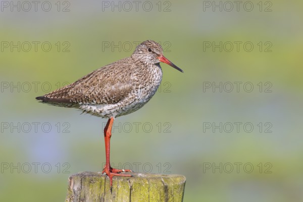 Common redshank (Tringa totanus) standing on a pasture fence, snipe bird, spring, wildlife, Hüde,