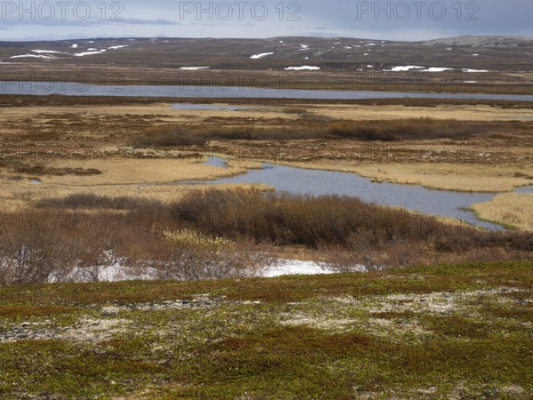 Tundra and mire landscape, in Varanger National Park, Varanger Fjord, May, Norway, Europe