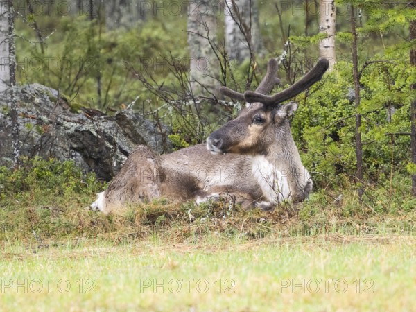Reindeer (Rangifer tarandus), male resting at edge of meadow, with velvet on developing horns, May,