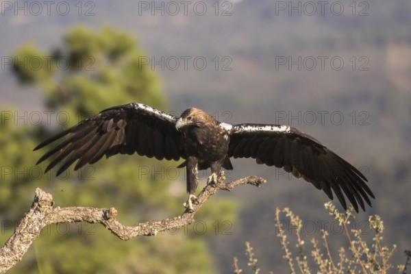 Iberian Eagle (Aquila adalberti), Spanish imperial eagle, Extremadura, Castilla La Mancha, Spain,