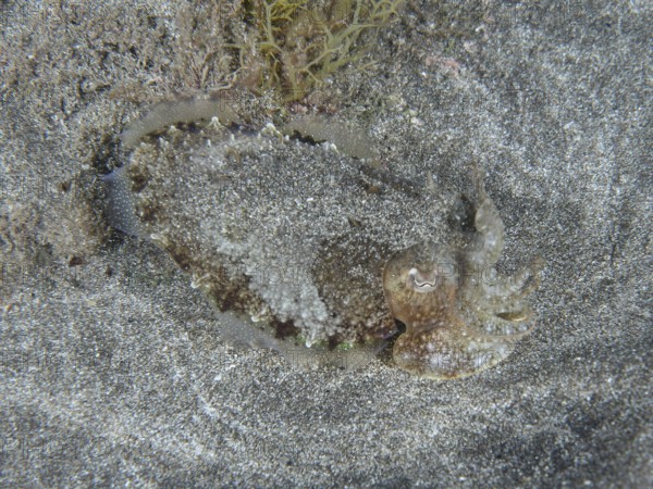 A juvenile Common cuttlefish (Sepia officinalis) lies well camouflaged in the lava sand of the