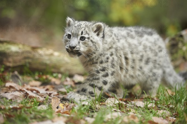 Snow leopard (Panthera uncia) or (Uncia uncia) cute cub in a forest, captive