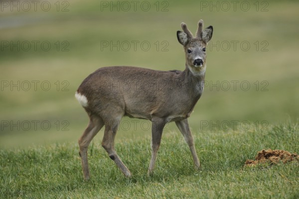 European roe deer (Capreolus capreolus) buck in winter coat and velvet antlers secured in the