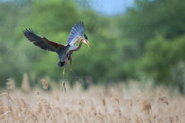 Purple heron (Ardea purpurea) in flight, Baden-Württemberg, Germany, Europe