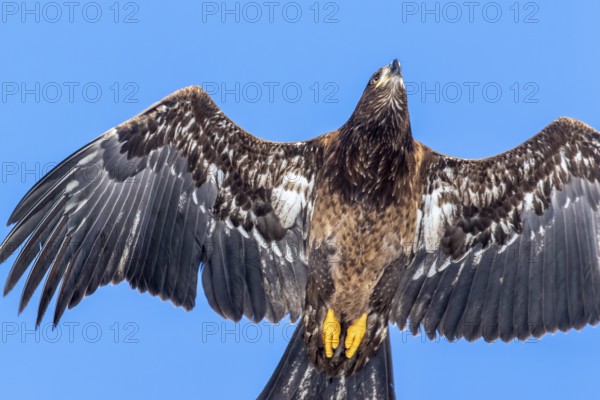 Pygargue à tête blanche. Haliaeetus leucocephalus. Pygargue à tête blanche juvénile en vol. Gros