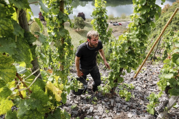 Winemaker Kilian Franzen harvesting Riesling grapes in one of the steepest vineyards in Europe,