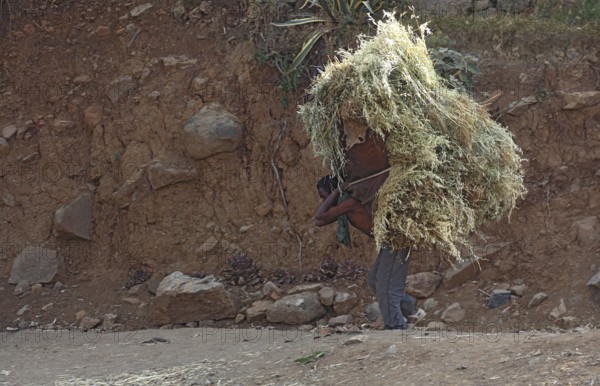 In the highlands between Mekele and Lalibela, farmer carries his cut grain home on his back,