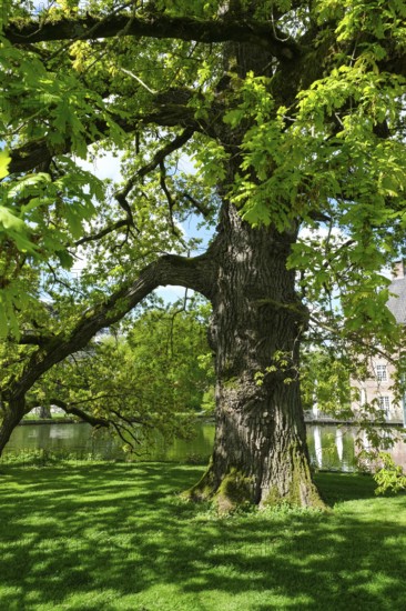 English oak (Quercus robur) in spring, Münsterland, North Rhine-Westphalia, Germany, Europe