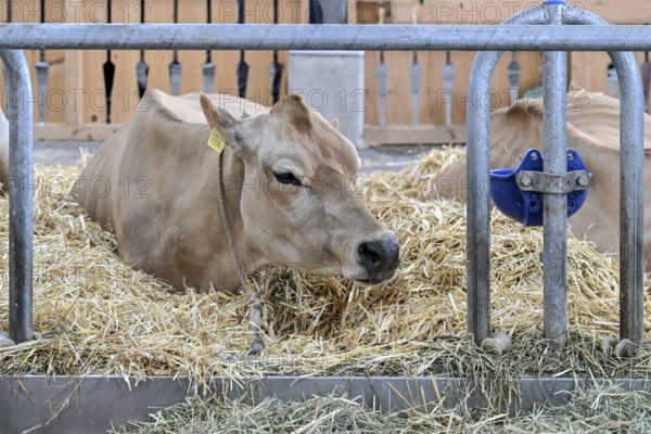 Dairy cow Jersey