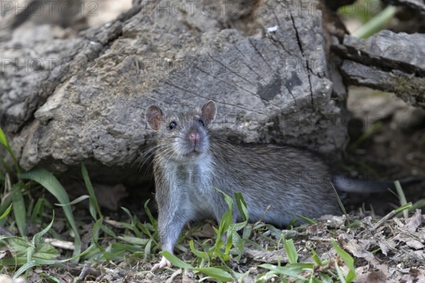 Brown rat (Rattus norvegicus) under dead wood, Austria, Upper Austria, Europe