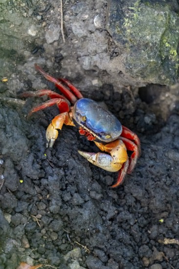 Harlequin crab (Cardisoma armatum), Manuel Antonio National Park, Puntarenas district, Costa Rica,