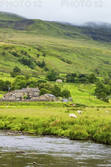 Sheeps and Farms in Yorkshire Dales National Park, North Yorkshire, England, United Kingdom, Europe