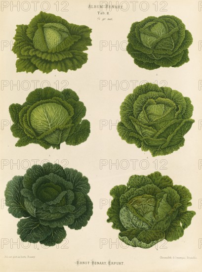 Vegetables, cabbage, savoy cabbage, after Ernst Samuel Benary (10 November 1819, 19 February 1893),