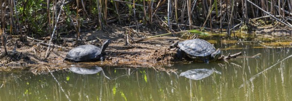 Two turtles resting on the shore of a body of water, turtles, left, European pond turtle (Emys
