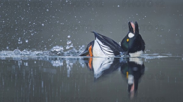 Common goldeneye (Bucephala clangula) male during courtship, mating ritual, migratory bird, Middle