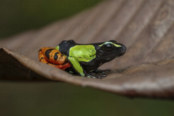 Mantella baroni in the rainforests of eastern Madagascar