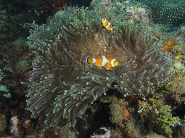 Ocellaris Clownfish (Amphiprion ocellaris) in a sprawling Anthopleura xanthogrammica (Stichodactyla