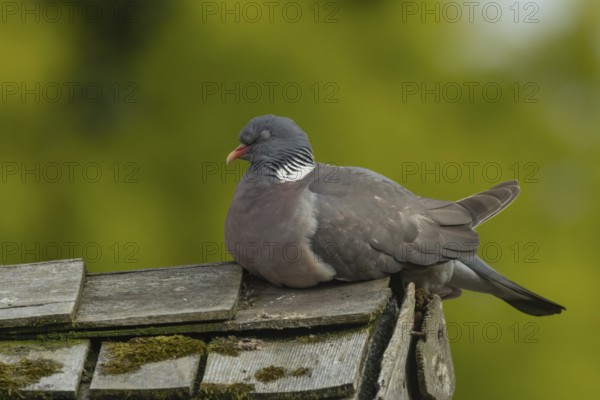 Wood pigeon (Columba palumbus) adult bird sleeping on an urban garden shed roof, England, United