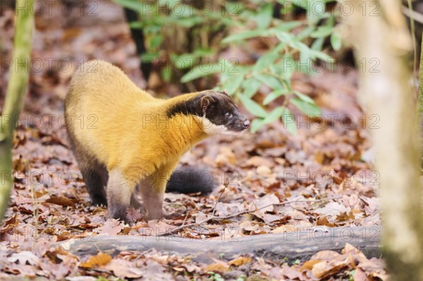 Yellow-throated marten (Martes flavigula) on the ground, Germany, Europe