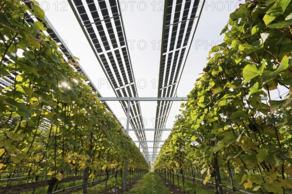 Solar plant in the vineyard, solar cells, solar modules, solar power plant, photovoltaic plant,