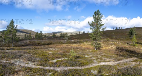 Autumn landscape, Pallas-Yllästunturi National Park, Lapland, Finland, Europe