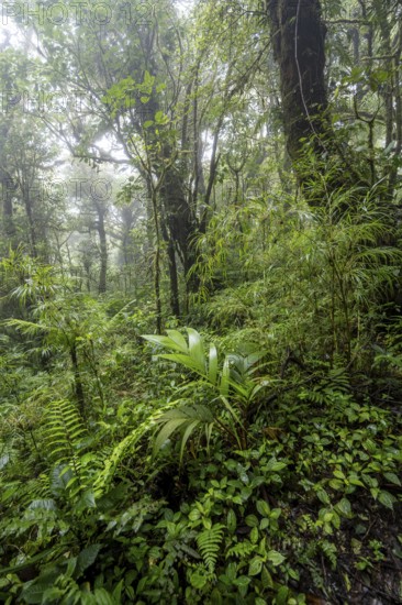 Dense vegetation in the rainforest, Monteverde cloud forest, Monte Verde, Puntarenas province,