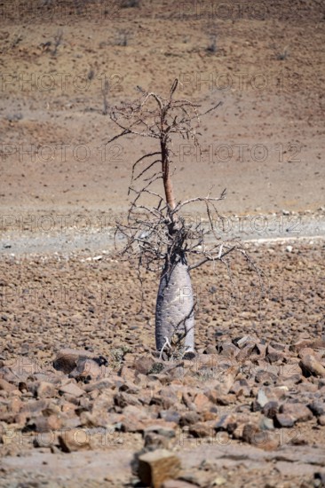 Bottle tree (Pachypodium lealii), in dry stony landscape, Damaraland, Kunene, Namibia, Africa