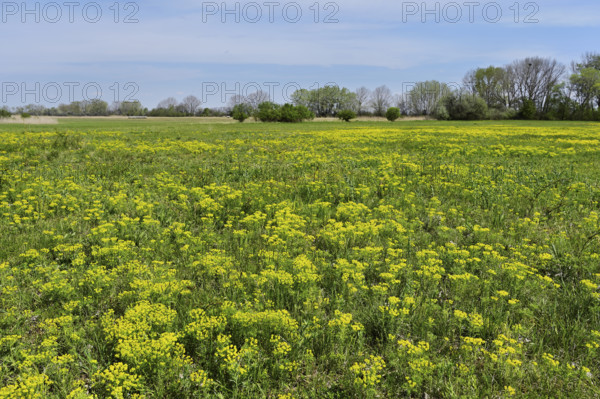 Field of flowering cypresses, spurge (Euphorbia cyparissias), Lake Neusiedl National Park,