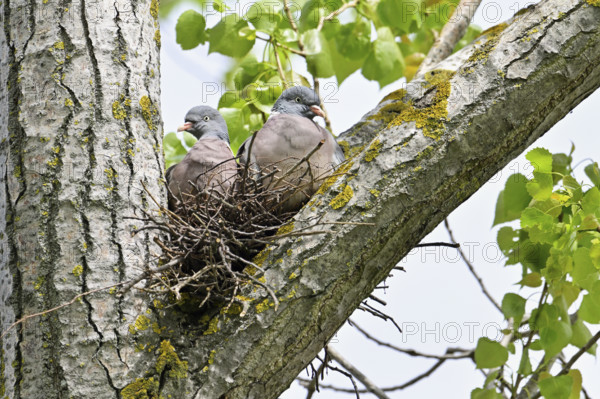 Wood pigeon (Columba palumbus), pair sitting on nest, Lake Neusiedl, Seewinkel, Austria, Europe