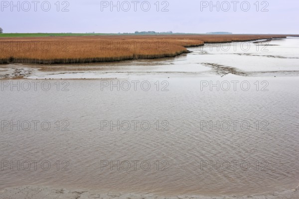 Low tide, mudflats, Dollart, Nieuwe Statenzijl, Netherlands