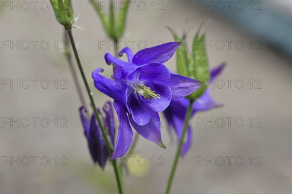 Columbine (Aquilegia vulgaris), blue flower at the edge of a forest, Wilnsdorf, North