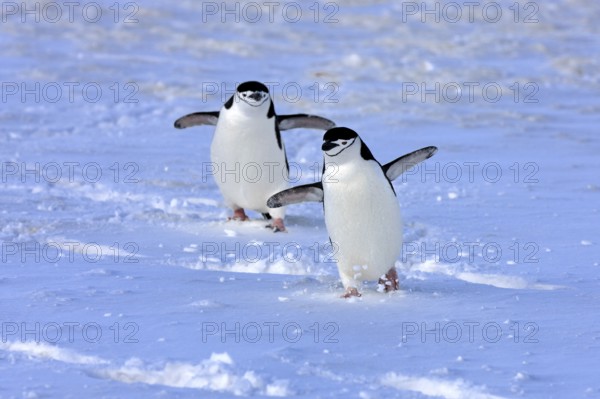 Chinstrap penguin (Pygoscelis antarctica), Antarctica, Brown Bluff, adult, pair, two, penguins,