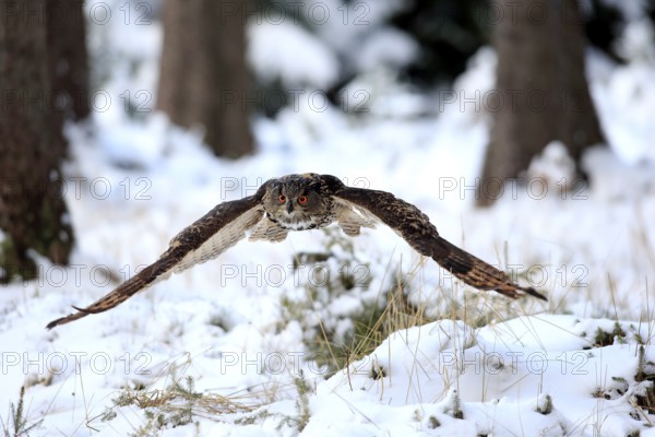 Eurasian Eagle-owl (Bubo bubo), adult flying in winter, in the snow, Zdarske Vrchy,