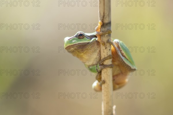 Common Tree Frog (Hyla arborea) sitting in the vegetation at the edge of the forest.Bas rhin,