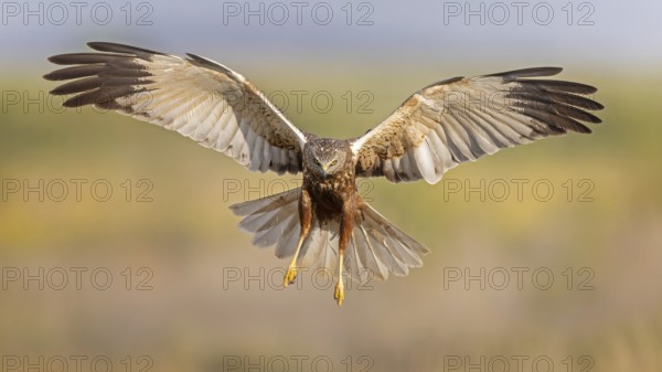Marsh harrier (Circus aeruginosus) medium-sized bird of prey, male, hunting in reeds, on the hunt,