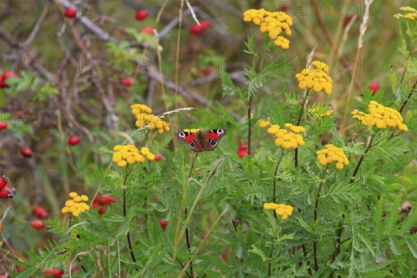Peacock butterfly, September, Germany, Europe