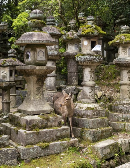 Deer and stone lanterns, Kasuga-taisha shrine, Nara, Japan, Asia