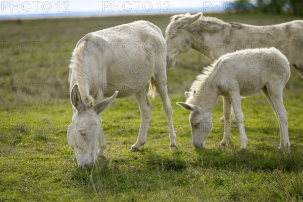 A group of white donkeys, baroque donkeys, grazing quietly together in a meadow, Lake Neusiedl