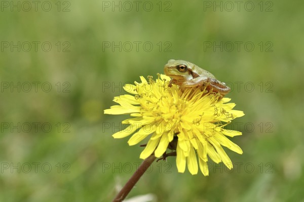 European tree frog (Hyla arborea) sitting on a yellow dandelion flower (Taráxacum), Lake Neusiedl