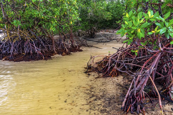 Mangrove trees and roots on the beach sands on the southern coast of Bahia, Sargi beach, Serra