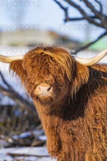 A Highland cow with a wild reddish-brown coat and long horns in snowy terrain, Seewald, Black