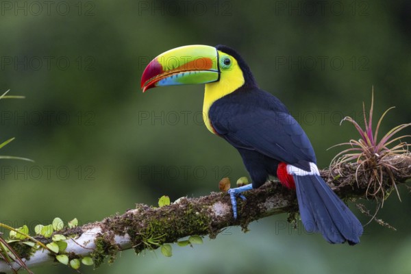 Fishing Toucan (Ramphastos sulfurantus), Toucans (Ramphastidae), Laguna del Lagarto Lodge,