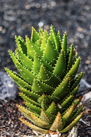 2016, Guatiza, Lanzarote, Jardin de Cactus by Cesar Manrique, ESP, Spain, Canary Islands, Canary