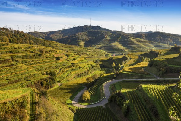 Hilly landscape and vineyards in autumn, near Oberbergen, Kaiserstuhl, Baden-Württemberg, Germany,