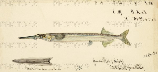Southern garfish, Hyporhamphus melanochir, Southern garfish, fish, reproduction of an original, by