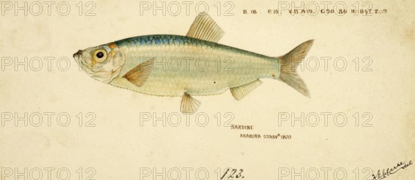 Sardine, Sardina pilchardus, European pilchard, Sardina, Fish, Reproduction of an original, by