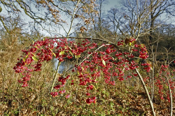 Common spindle bush (Euonymus europaeus), European or common peacock, peacock cap, peacock cap with